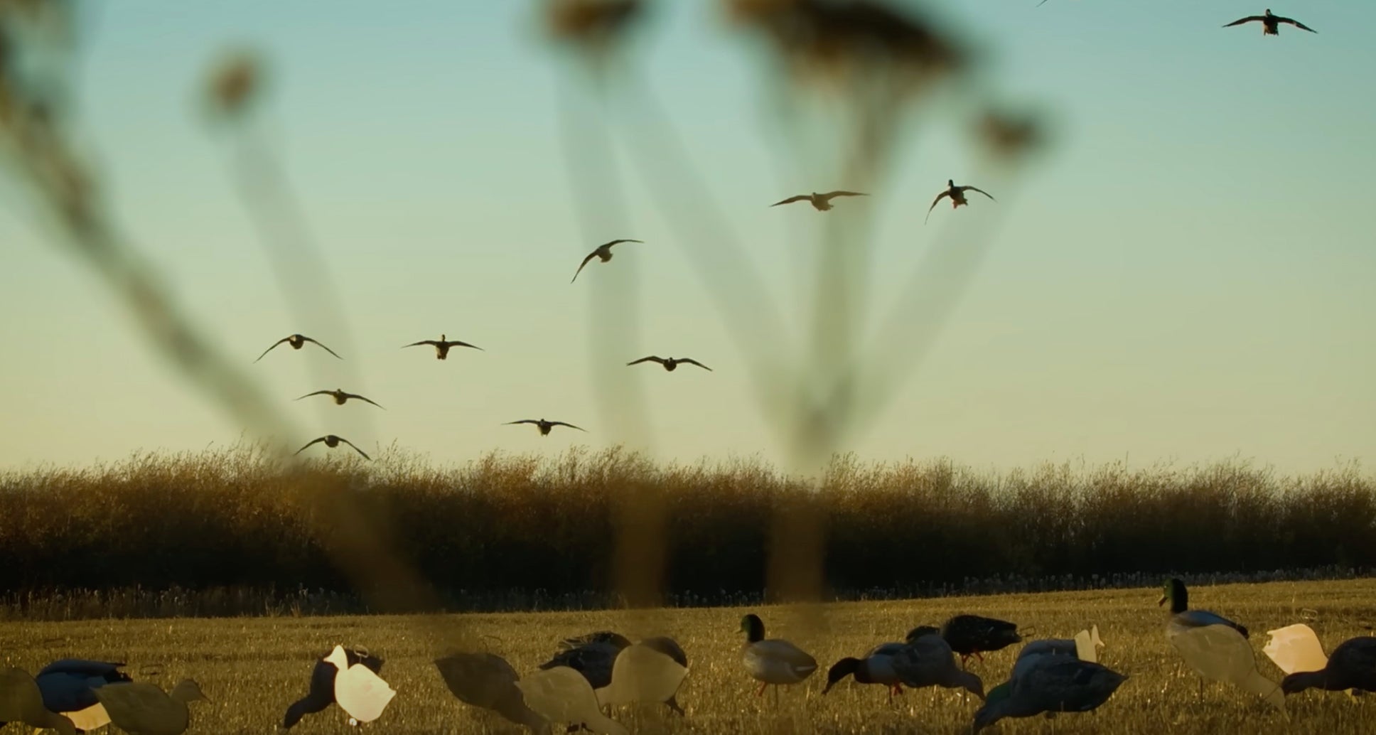 HIGDON OUTDOORS TV 912 "Mallards in Motion" Higdon Outdoors