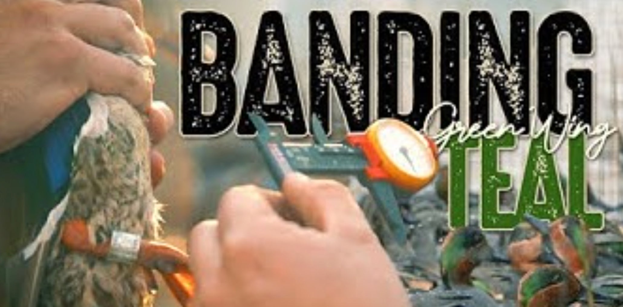 HIGDON OUTDOORS TV 913 "Banding Ducks" Higdon Outdoors