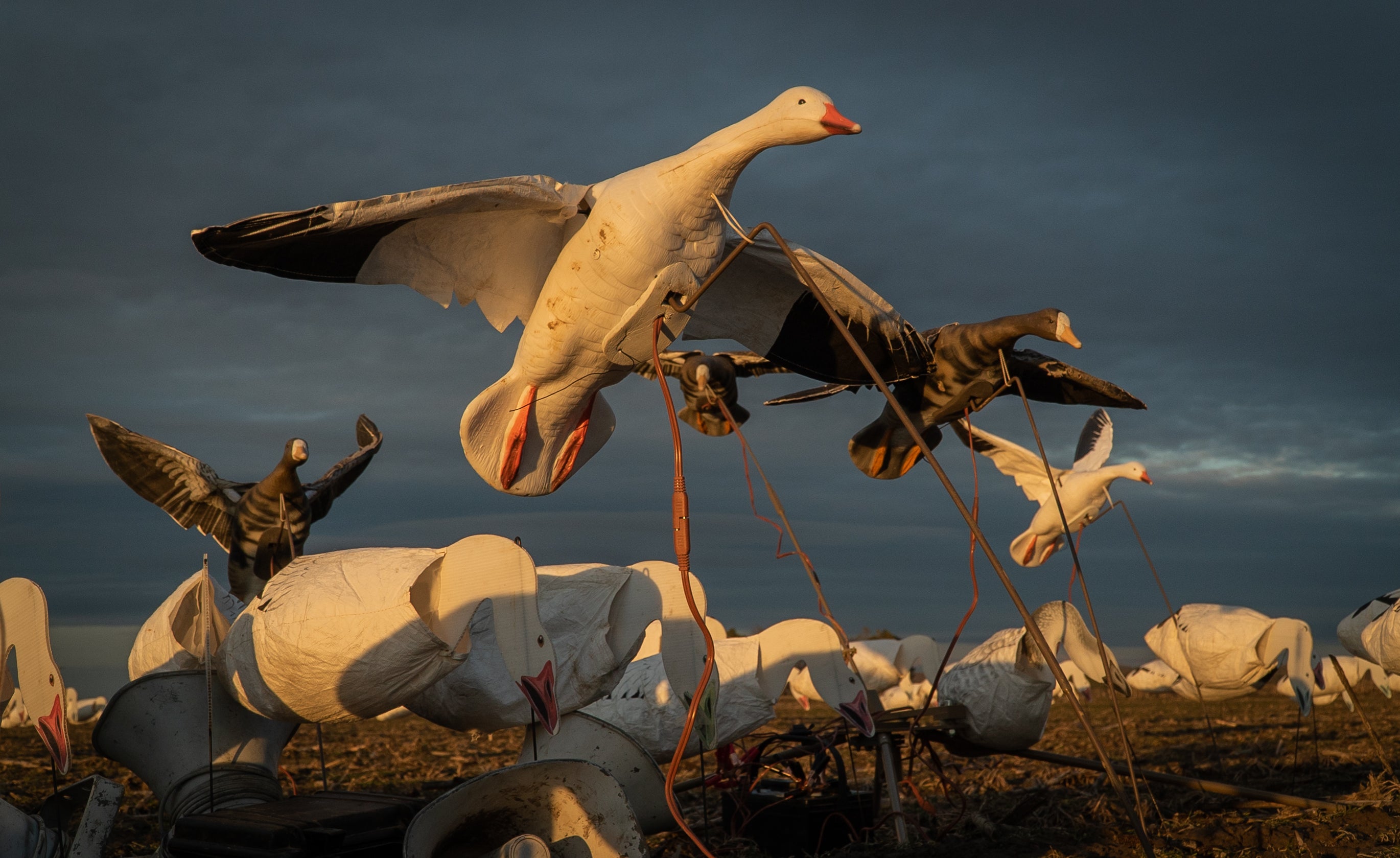 Clone canada discount goose decoys