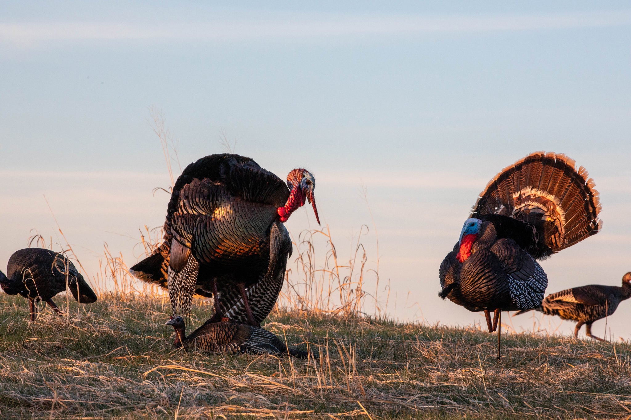 Turkey Decoys – Higdon Outdoors