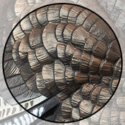 Close-up view of intricately layered brown and tan feathers, highlighted within a circular frame, showing detailed texture and pattern.