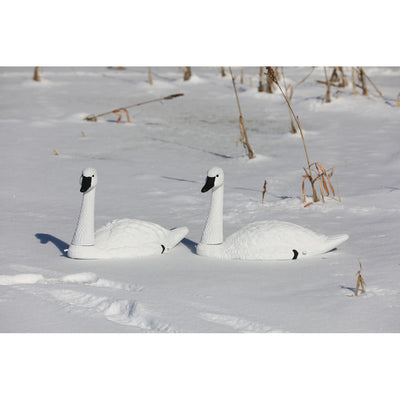 Standard Tundra Swan Decoy