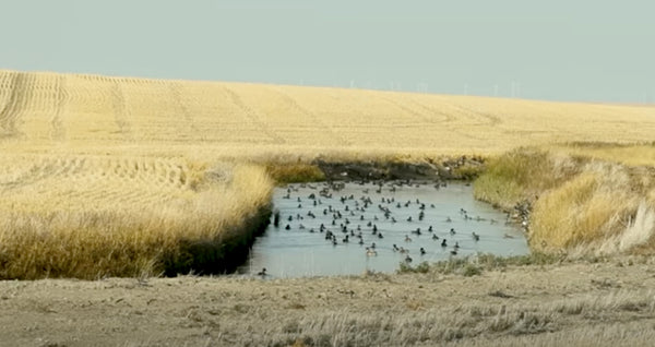 BEAU HUNTING - "10,000 Ducks in a Ditch"