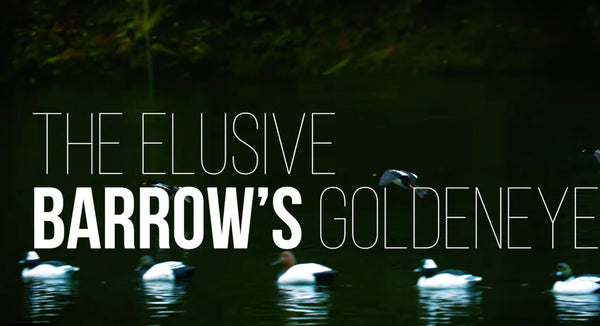 Higdon Outdoors TV - 804- "The Elusive Barrow's Goldeneye"