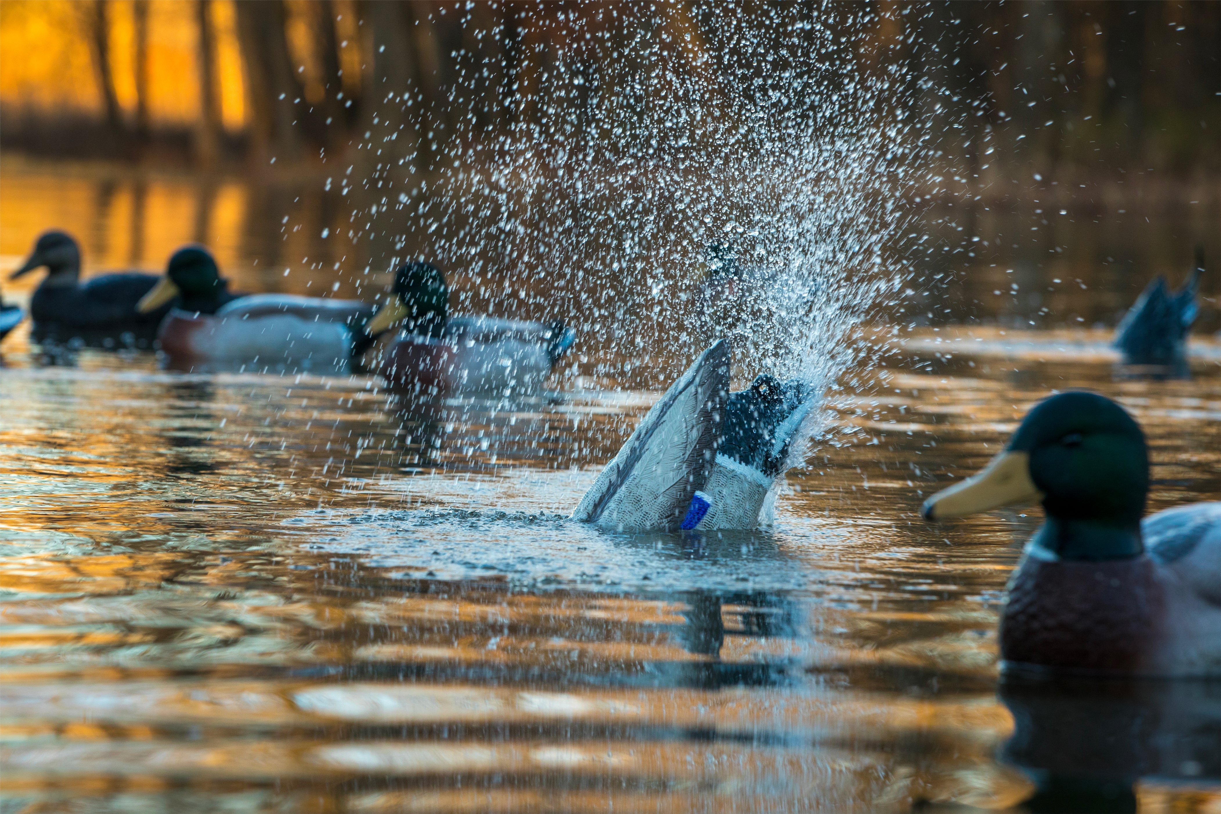 Motion Decoys – Higdon Outdoors