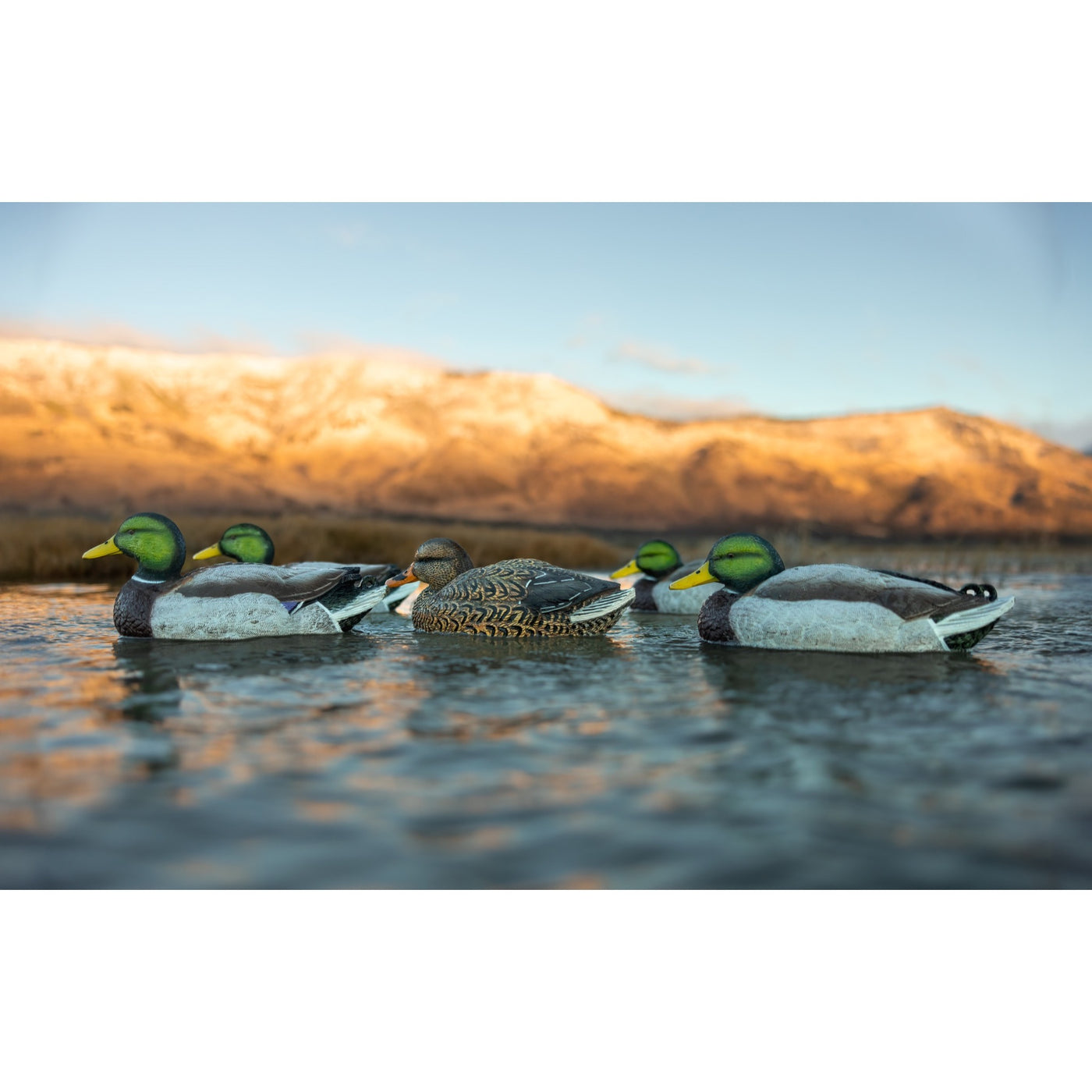 Legacy Mag Mallard
