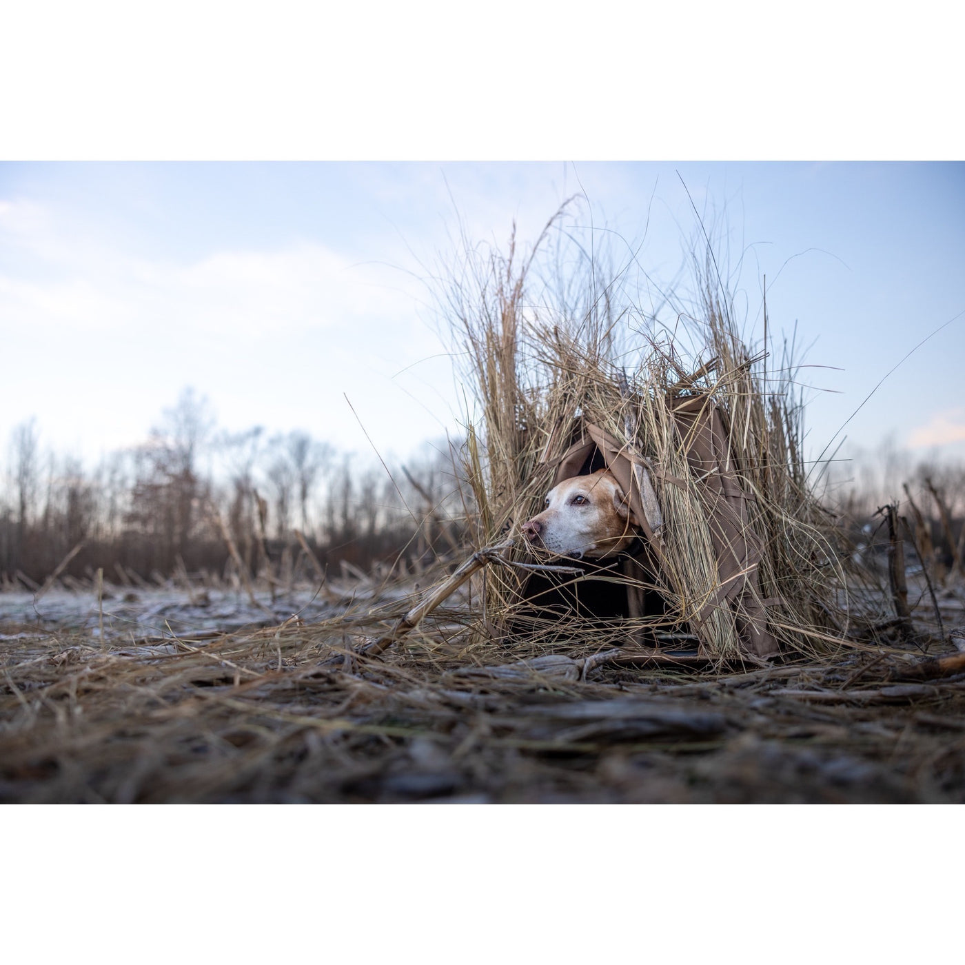 Quick Draw Dog Blind