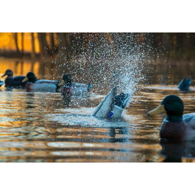 Pulsator PRO Mallard Drake and Hen Combo