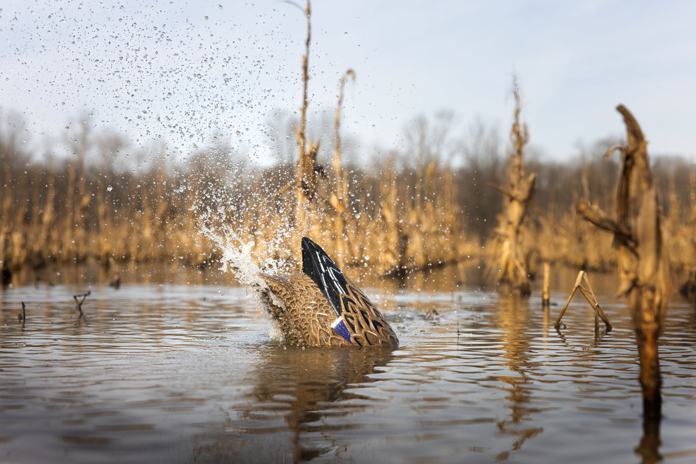 Pulsator PRO Mallard Hen