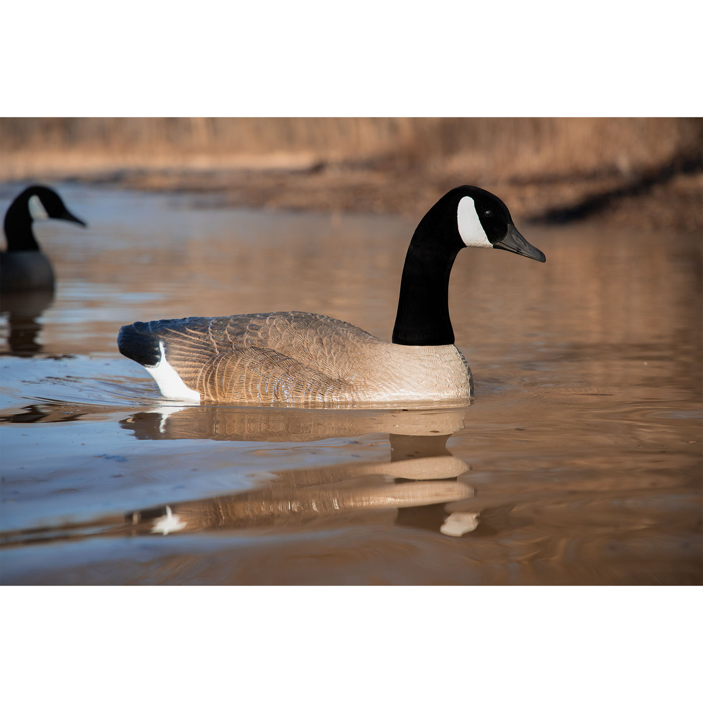 Battleship Swimmer PRO, Canada Goose