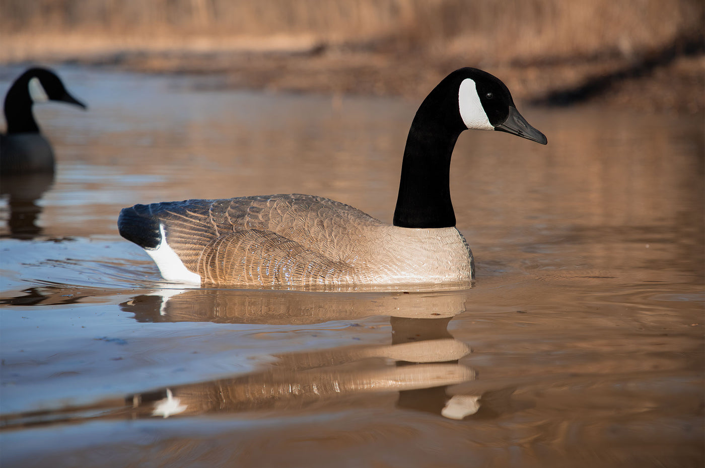 Goose Reed Battleship Swimmer PRO, Canada Goose – Higdon Outdoors