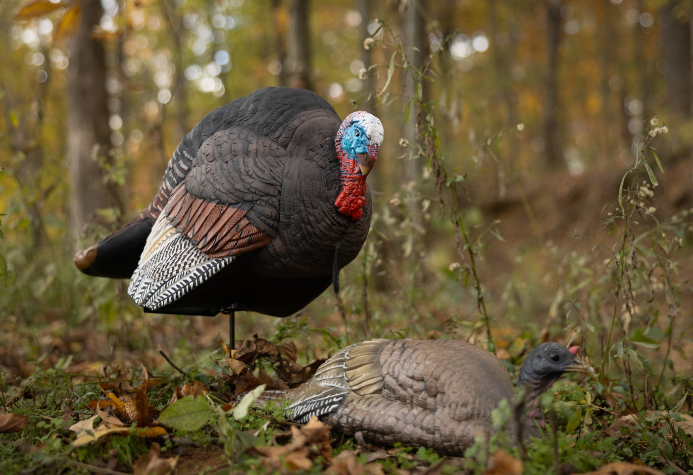 Breeding Jake & Jill Turkey Combo – Higdon Outdoors