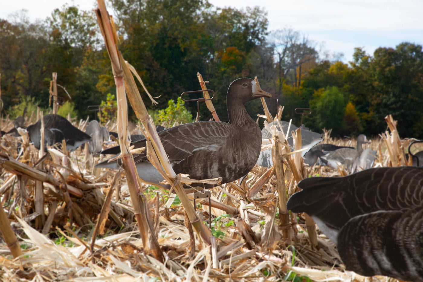 Higdon FLATS Specklebelly Goose Motion Silhouette Decoys 12 Pack – Fort  Thompson