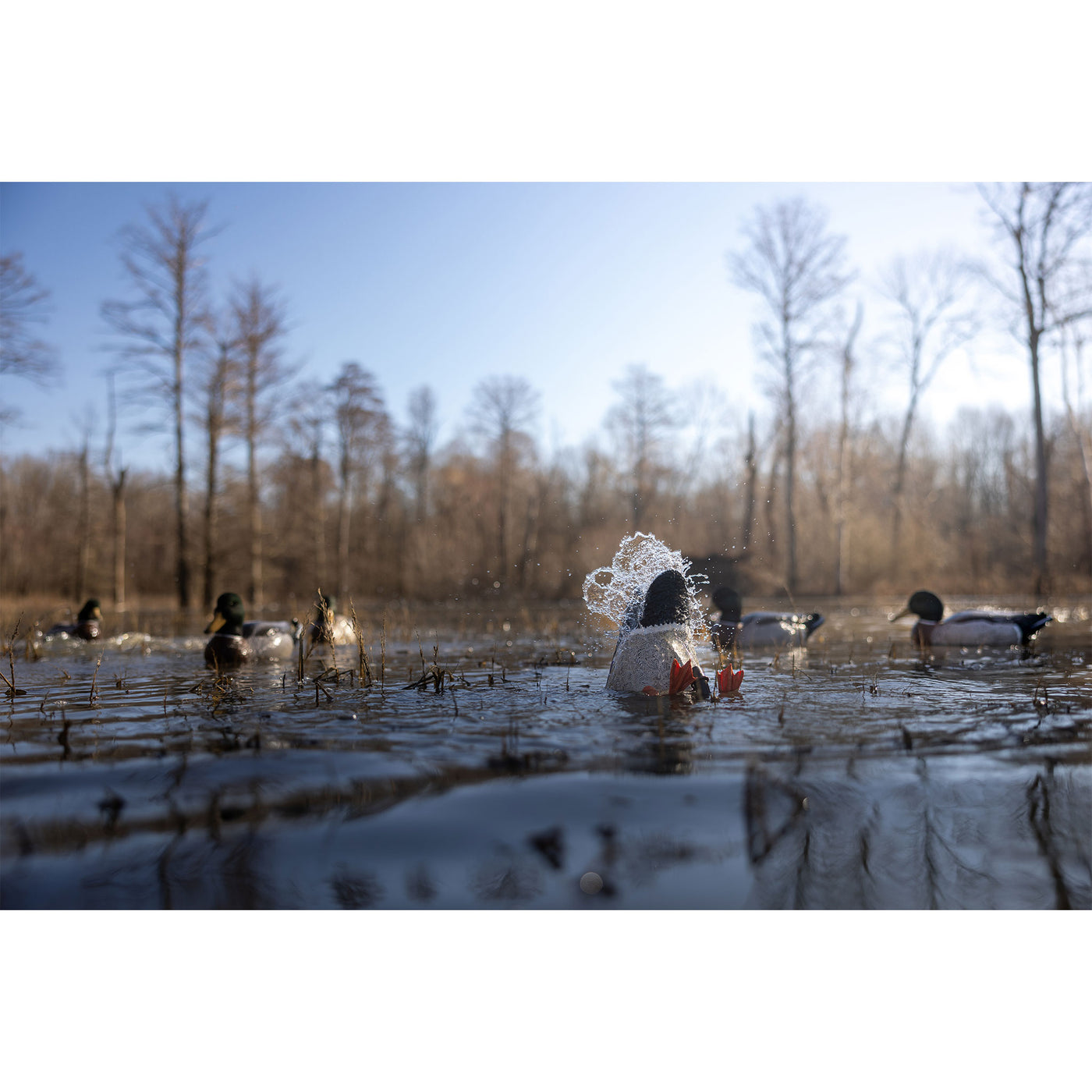 A duck with a lacy white bonnet and vibrant red Higdon Outdoors PRO Series Feet floats on shallow water among other ducks, with bare trees and a clear sky in the background.