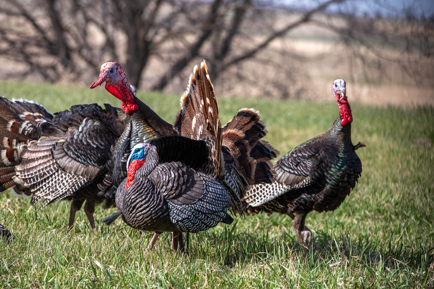 Apex Strutter Hard Body Turkey – Higdon Outdoors