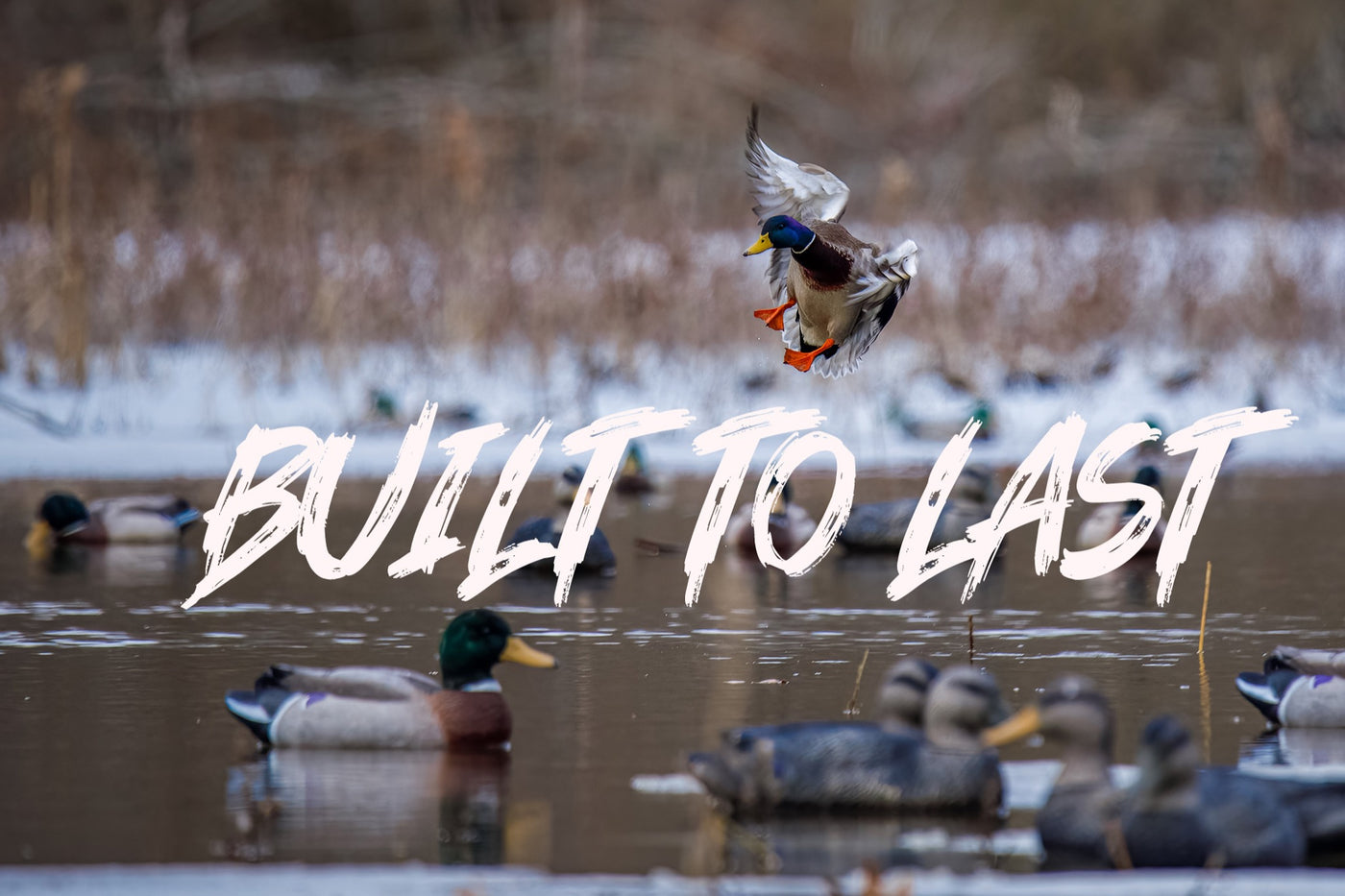 Duck Decoys – Higdon Outdoors