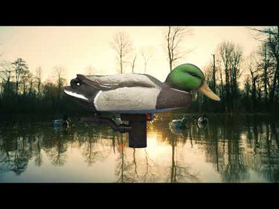 Battleship Swimmer PRO, Mallard Drake