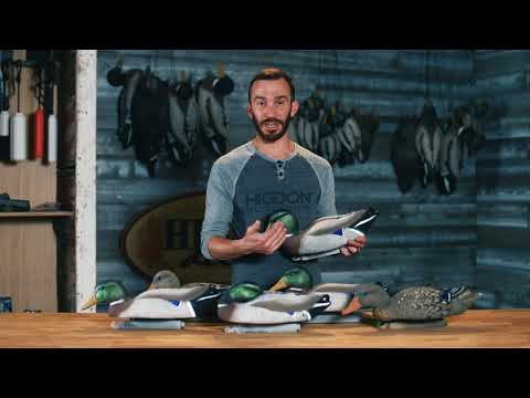 Full-Size Mallard