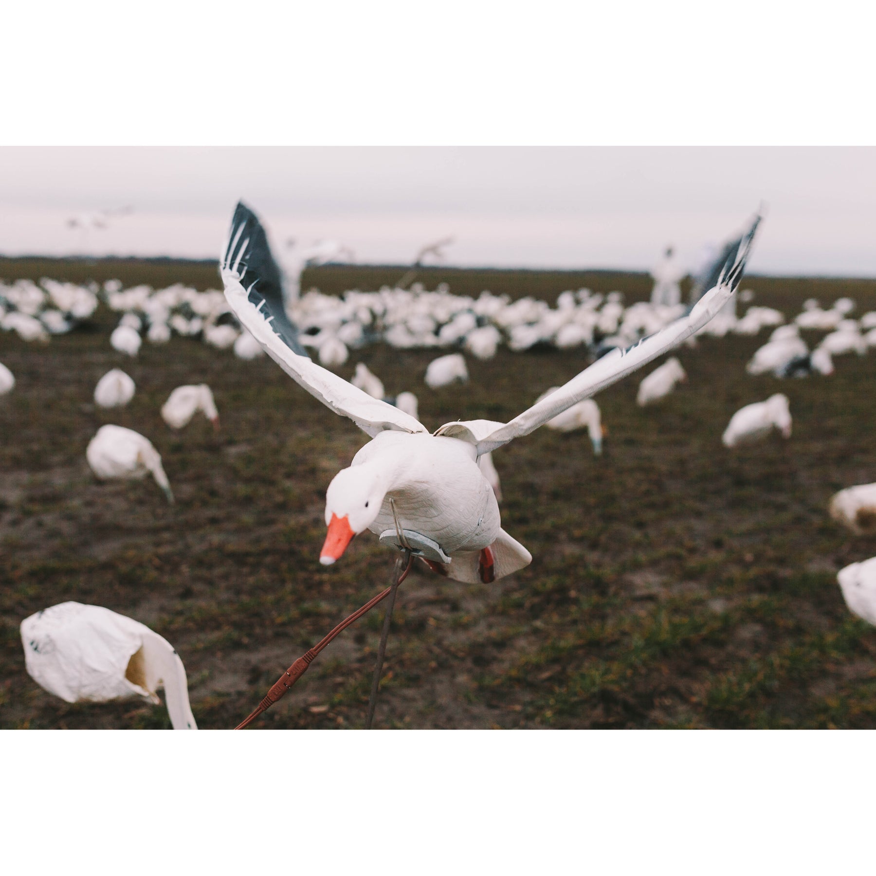 Clone Snow Goose – Higdon Outdoors