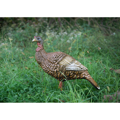 Hard Body Upright Hen Turkey