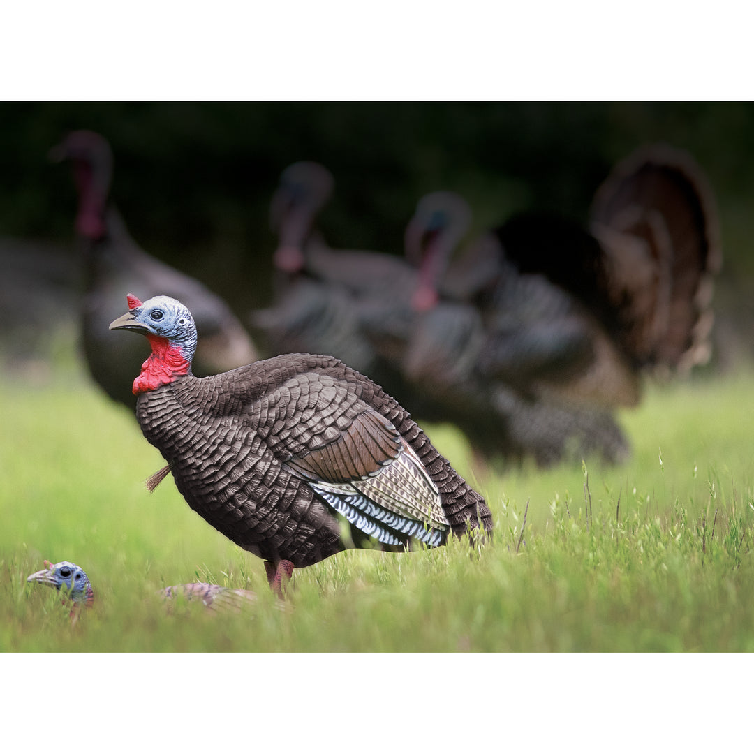 Higdon Hard Body 1/4 Strut Jake Turkey Decoy – Higdon Outdoors
