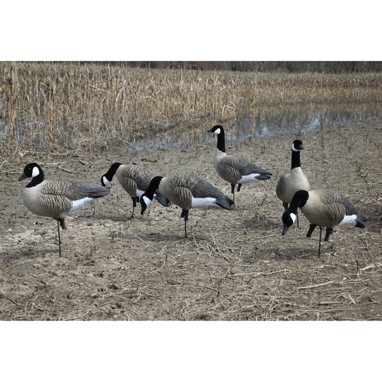 Higdon APEX Full-Size Full-Body Decoy-Canada – Higdon Outdoors