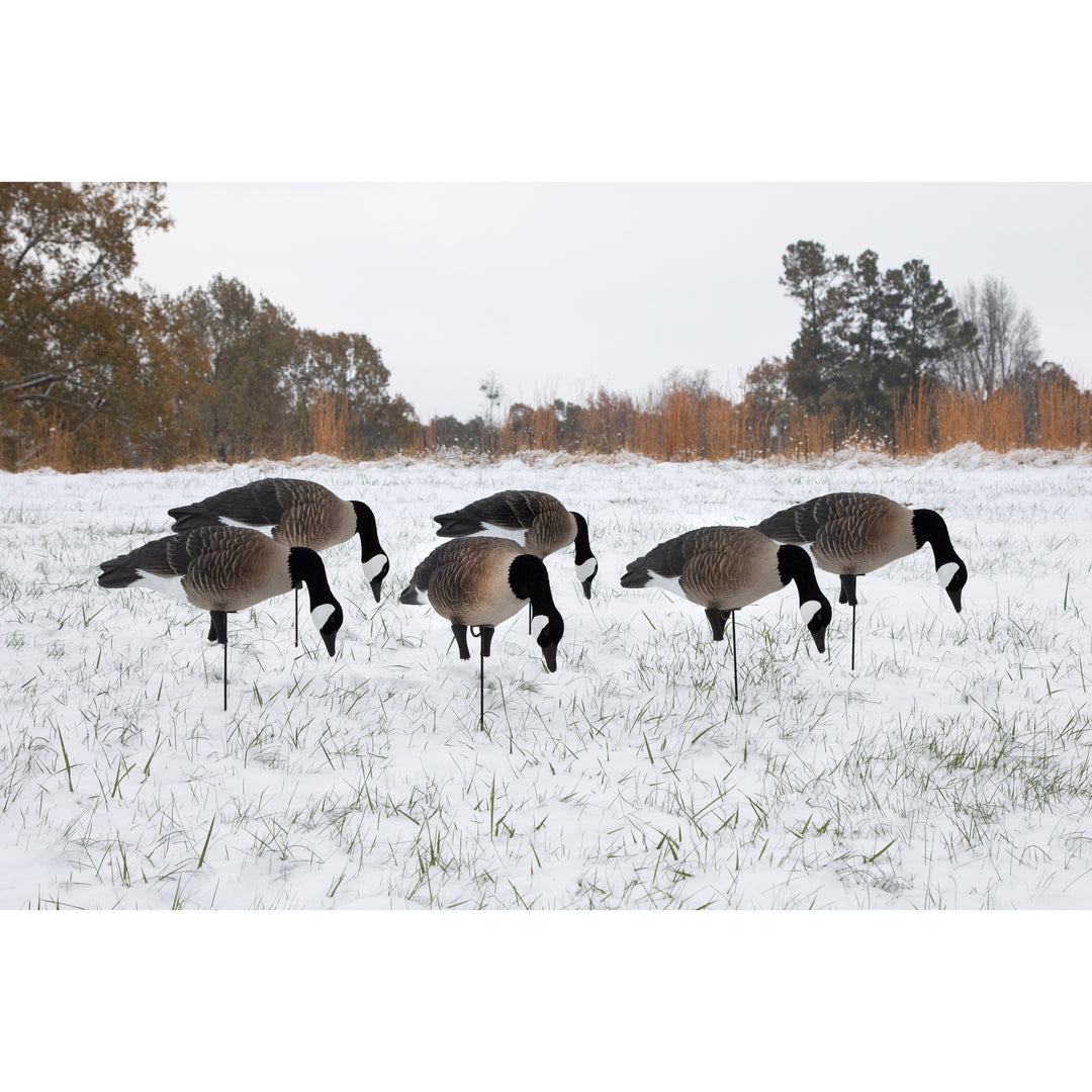 Higdon APEX Full-Size Full-Body Decoy-Canada – Higdon Outdoors