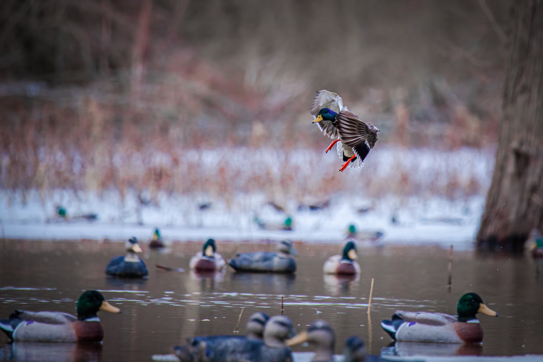 Battleship Mallard – Higdon Outdoors
