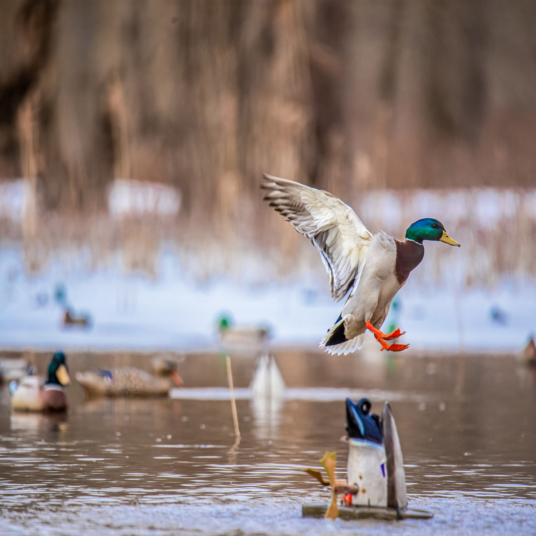 XS Crazy Kicker-Mallard Drake – Higdon Outdoors