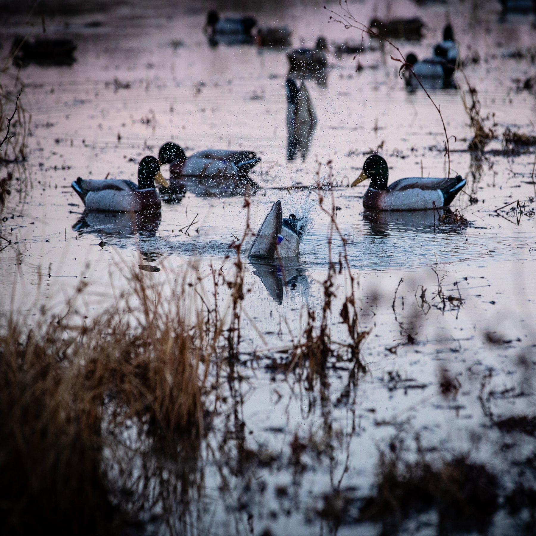XS Pulsator-Mallard Drake Combo Pack – Higdon Outdoors