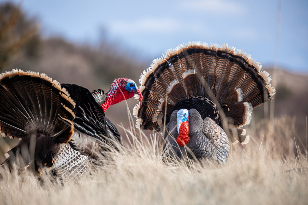 Apex Strutter Hard Body Turkey – Higdon Outdoors
